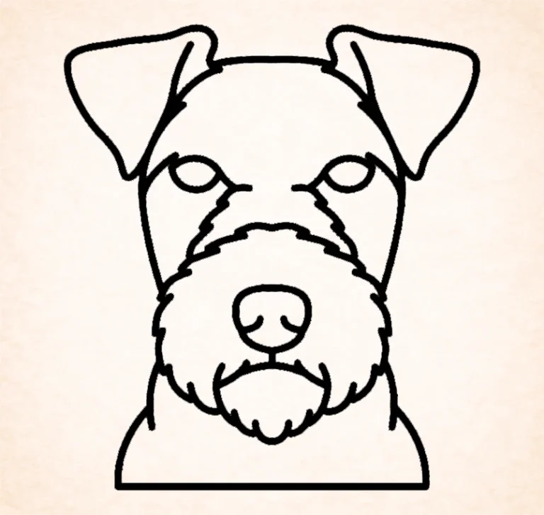 Lakeland terrier