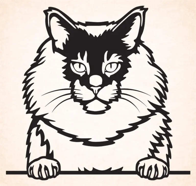 Maine Coon