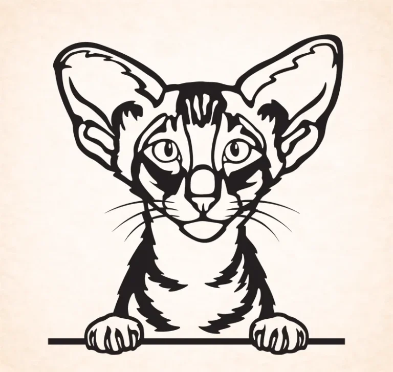 Oriental korthaar