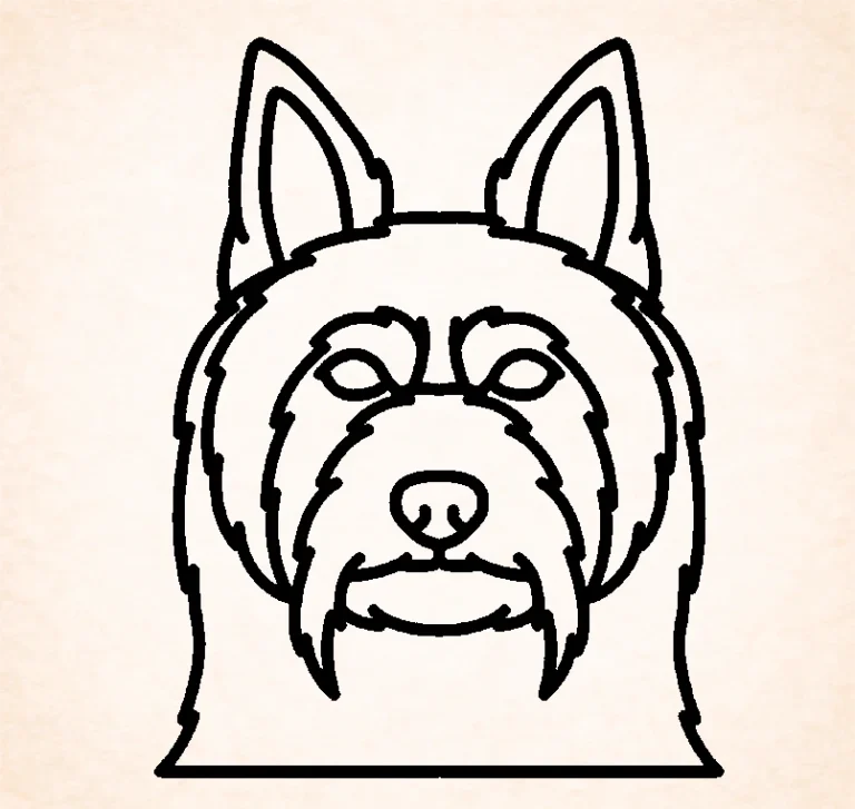Silky terrier