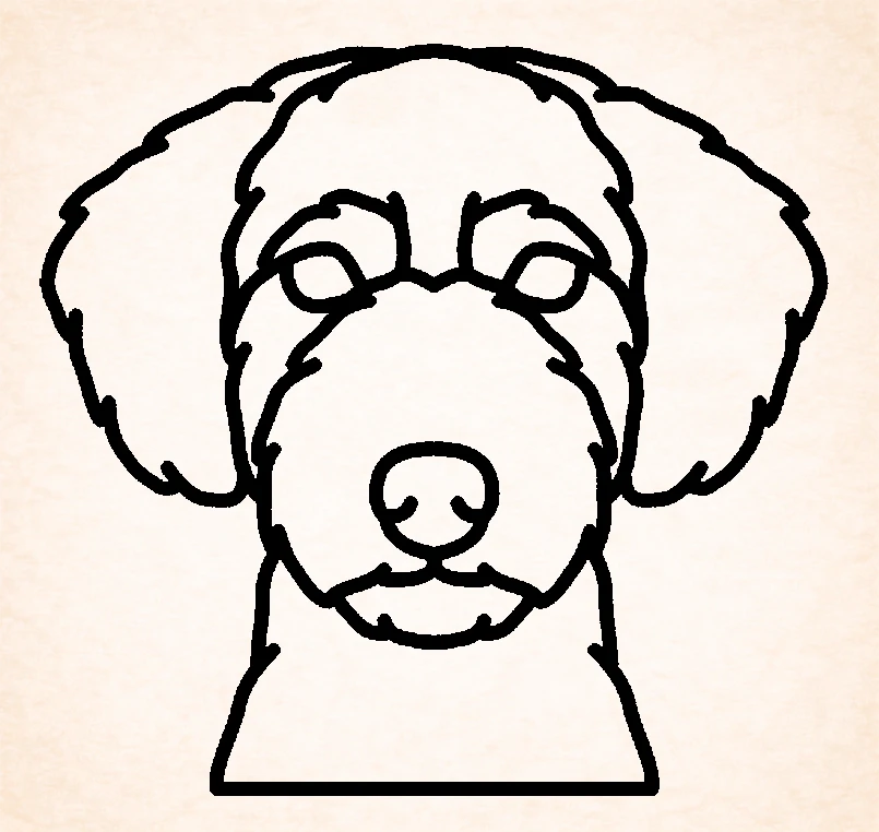 Spaanse waterhond