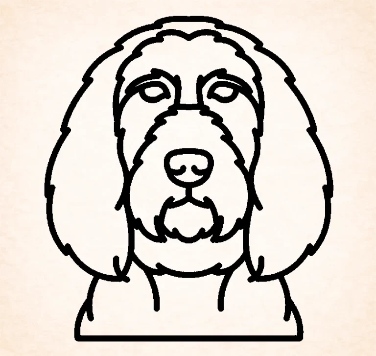 Spinone Italiano
