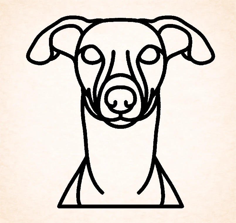 Whippet